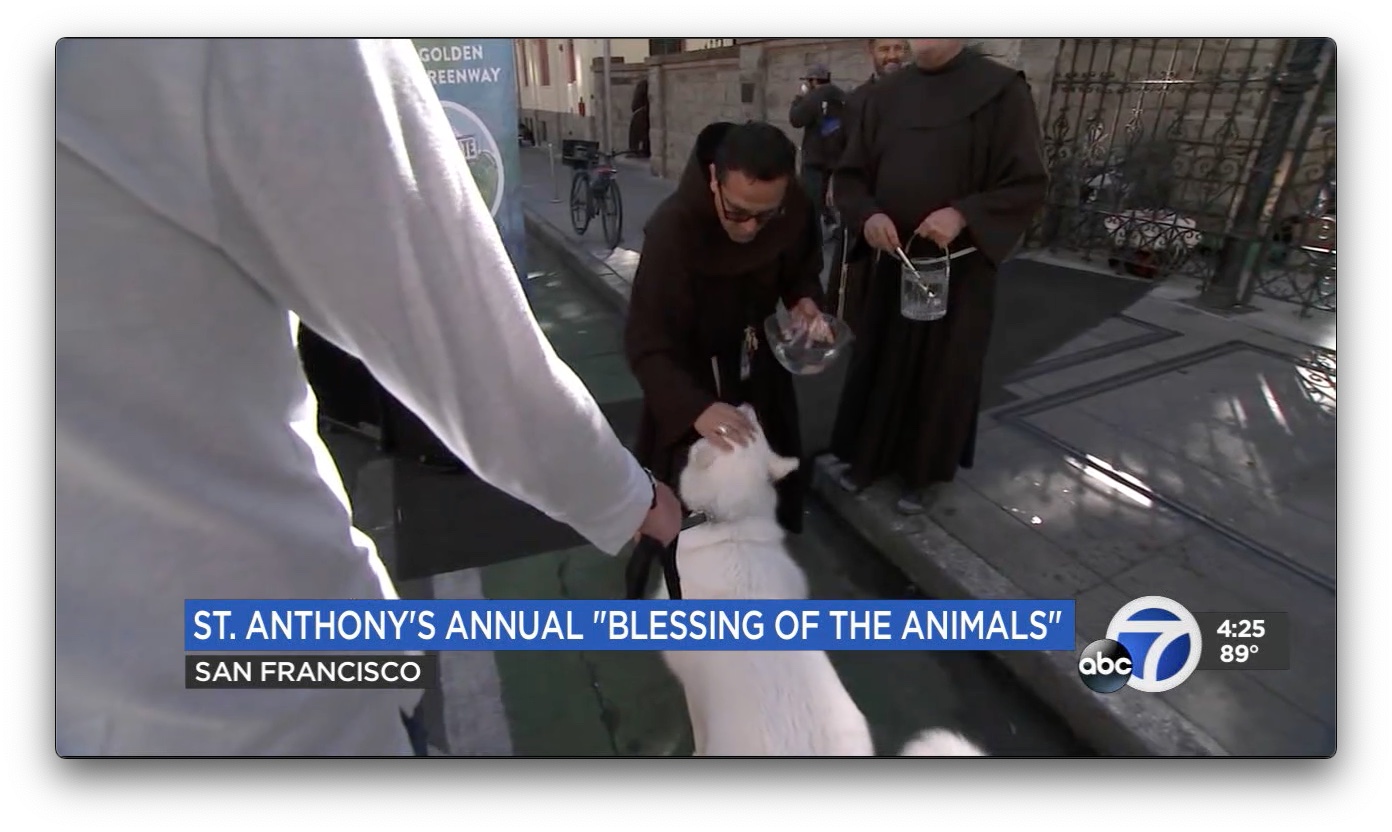 ABC 7 News: Blessing of the Animals at St. Anthony’s