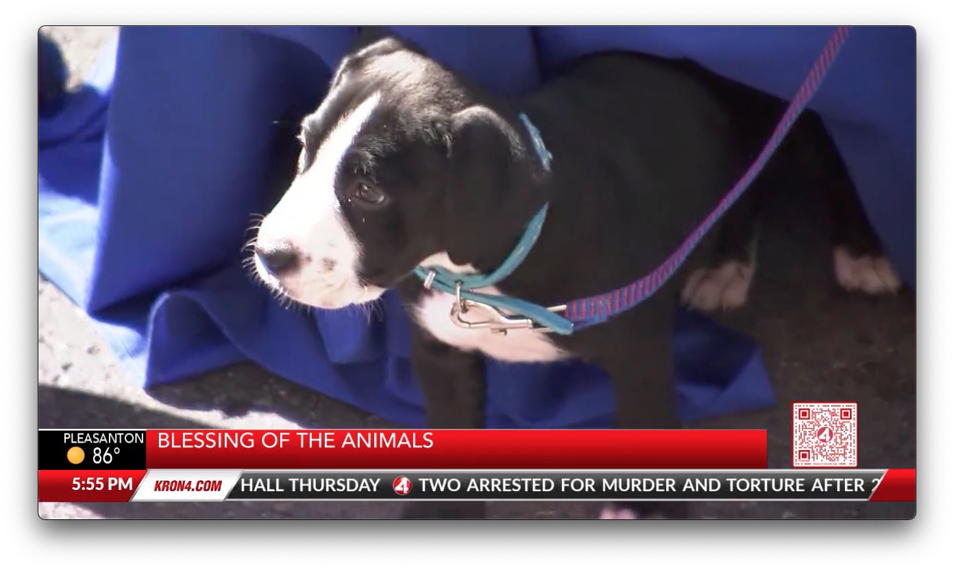 KRON4 News: Blessing of the Animals at St. Anthony’s